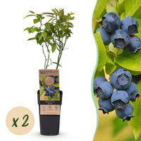 Green boutiQ - Fruitplant - Vaccinium corymbosum Patriot - Bosbes - Winterhard - Blauwe Bes - 2 Planten - Pot 15cm - Hoogte 50cm