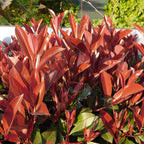 Green boutiQ - Photinia sur tige - Photinia fraseri Little Red Robin - Plante de terrasse - Persistant - Rustique - Feuillage vert-rouge - Pot 19cm Hauteur 90cm