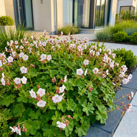 Green boutiQ - Vasteplant - Geranium macr. Spessart - Ooievaarsbek - Bodembedekkend - Wit-Roze - 6 Planten - Pot 11cm - Hoogte 15-25cm