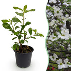 Green boutiQ - Plante de jardin - Cornus Florida - Fleur Blanc-Rose - 1 Plante - Caduc - Peu d'entretien - Pot 12cm Hauteur 35cm