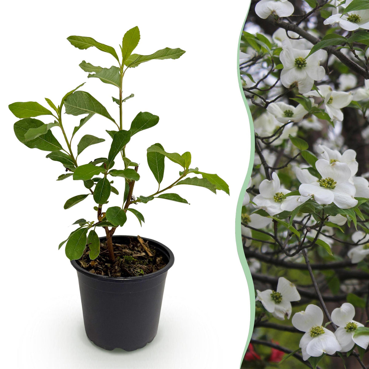 Green boutiQ - Plante de jardin - Cornus Florida - Fleur Blanc-Rose - 1 Plante - Caduc - Peu d'entretien - Pot 12cm Hauteur 35cm