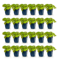 Green boutiQ - Vasteplant - Geranium macrorrhizum - Ooievaarsbek - Bodembedekkend - Roze - 24 Planten - Pot 11cm - Hoogte 15-25cm