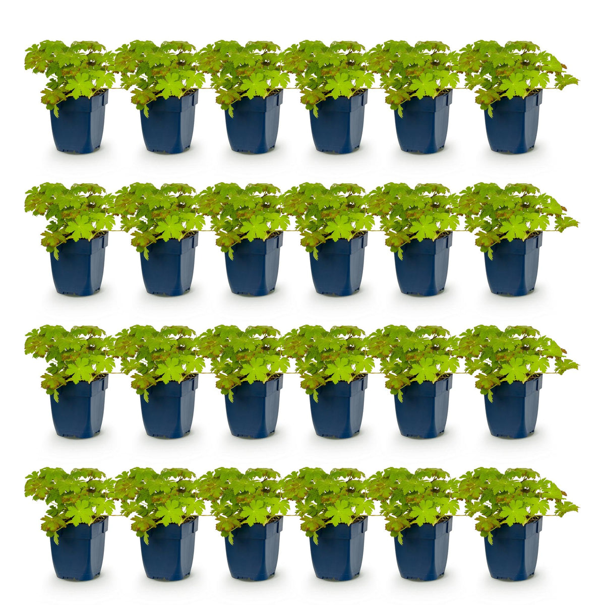Green boutiQ - Plante vivace - Geranium macrorrhizum - Géranium vivace - Couvre-sol - Rose - 24 plantes - Pot 11cm - Hauteur 15-25cm