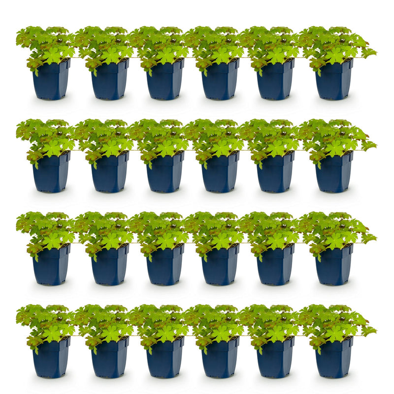 Green boutiQ - Vasteplant - Geranium macrorrhizum - Ooievaarsbek - Bodembedekkend - Roze - 24 Planten - Pot 11cm - Hoogte 15-25cm