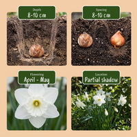 120x Narcissus Botanical White Mix - Botanische witte narcis mix - Wit - Voorjaarsbloeier - Bolmaat 10/12