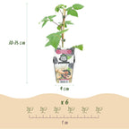 Green boutiQ - Plants fruitiers - Mûre - Rubus Black Satin - Rustique - 6 plantes - Pot 9 cm - Mûre noire