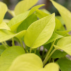Epipremnum Champs Élysées - Champs Élysées Pothos - Yellow - Tropical - Ø12cm - ↕25cm