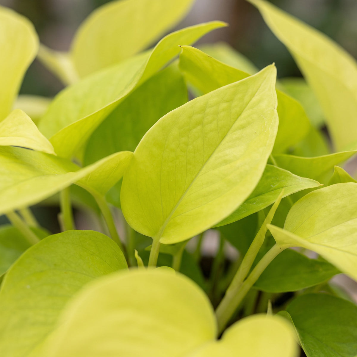 Epipremnum Champs Élysées - Champs Élysées Pothos - Yellow - Tropical - Ø12cm - ↕25cm