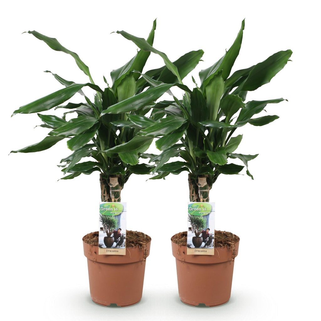 Green BoutiQ - Green is... Plantes d'intérieur - Dracaena fragrans Steudneri - Dragonnier - Peu d'entretien - Vert - 2 Plantes - Pot 17cm - Hauteur 50-55cm
