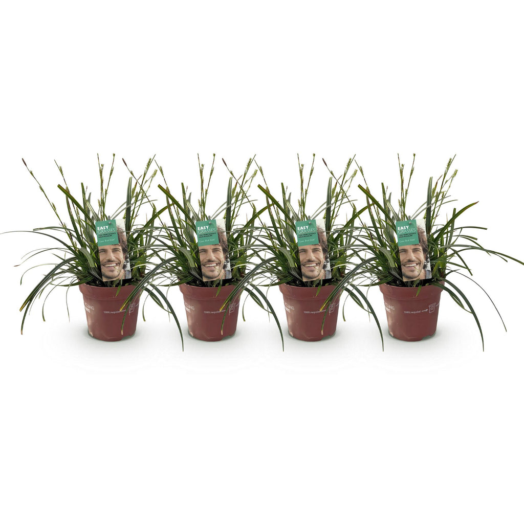 Green boutiQ - Graminées ornementales - Carex oshimensis Intense Green - Vert - 4 plantes - Persistant - Peu d'entretien - Pot 17cm Hauteur 50cm