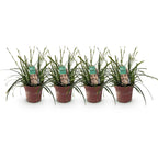 Green boutiQ - Graminées ornementales - Carex oshimensis Intense Green - Vert - 4 plantes - Persistant - Peu d'entretien - Pot 17cm Hauteur 50cm