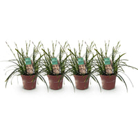 Green boutiQ - Siergrassen - Carex oshimensis Intense Green - Groen - 4 Planten - Bladhoudend - Weinig Onderhoud - Pot 17cm Hoogte 50cm