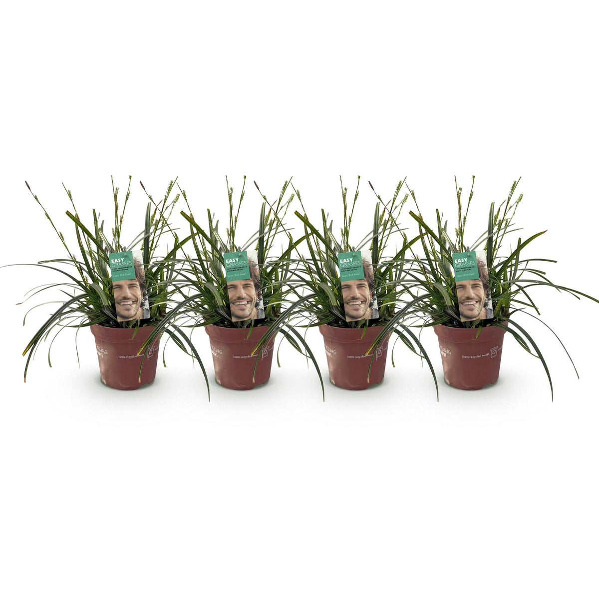 Green boutiQ - Graminées ornementales - Carex oshimensis Intense Green - Vert - 4 plantes - Persistant - Peu d'entretien - Pot 17cm Hauteur 50cm