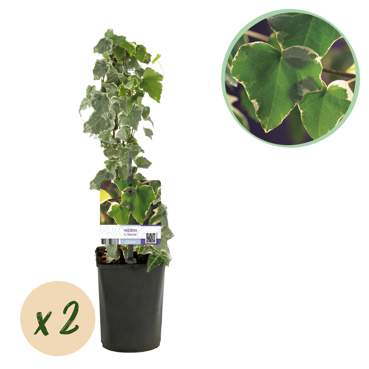 Green boutiQ - Plante grimpante - Hedera helix Glacier - Feuillage panaché - Persistant - 2 plantes - Pot 11cm Hauteur 40cm
