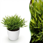Green boutiQ - Zimmerpflanze - Bambusa Pogonatherum Monica - Bambusgras - Haustierfreundliche Pflanze - Grün - 1 Pflanze - mit weißem Übertopf - Topf 12 cm - Höhe 20 cm