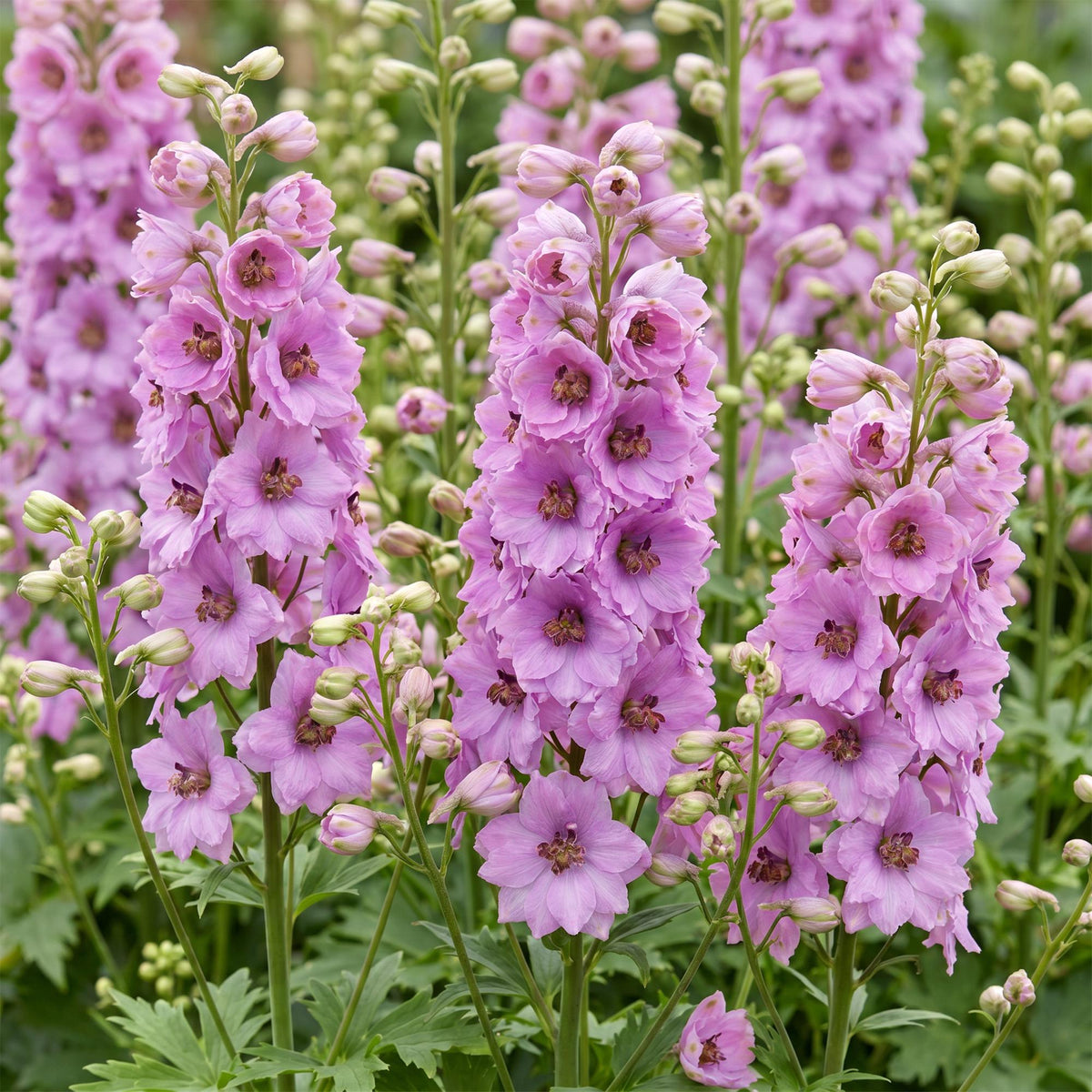 Green boutiQ - Plante vivace - Delphinium (P) Astolat - Pied-d'alouette - Attire les abeilles et les papillons - Rose - 6 plantes - Pot 11 cm - Hauteur 15-25 cm