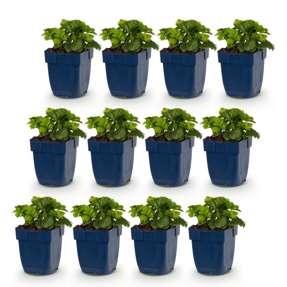 Vasteplant - Waldsteinia ternata - Goudaardbei - Bodembedekkend - Geel - 12 Planten - Pot 11cm - Hoogte 15-25cm