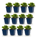 Vasteplant - Waldsteinia ternata - Goudaardbei - Bodembedekkend - Geel - 12 Planten - Pot 11cm - Hoogte 15-25cm