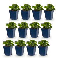 Vasteplant - Waldsteinia ternata - Goudaardbei - Bodembedekkend - Geel - 12 Planten - Pot 11cm - Hoogte 15-25cm