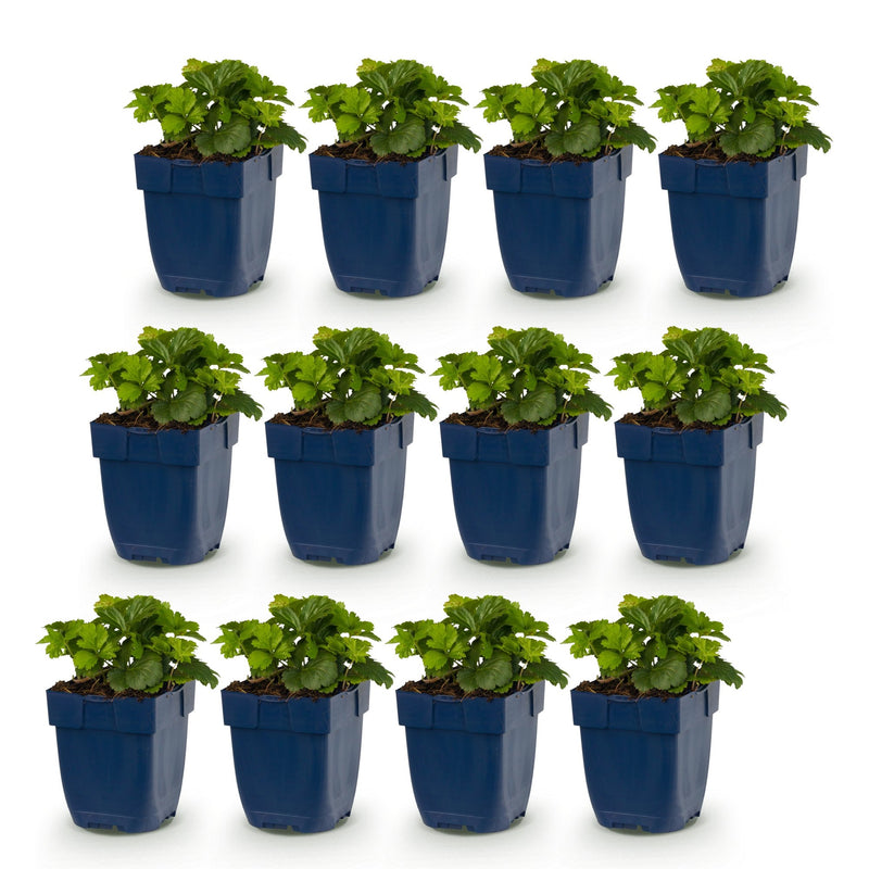 Vasteplant - Waldsteinia ternata - Goudaardbei - Bodembedekkend - Geel - 12 Planten - Pot 11cm - Hoogte 15-25cm