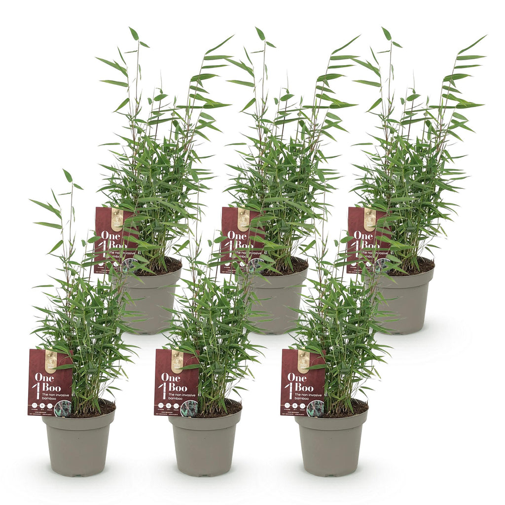 Green boutiQ - Bambou - Fargesia Red Dragon - Persistant - Non-envahissant - Vert - 6 Plantes - Pot 14cm - Hauteur 35cm