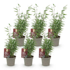 Green boutiQ - Bambou - Fargesia Red Dragon - Persistant - Non-envahissant - Vert - 6 Plantes - Pot 14cm - Hauteur 35cm