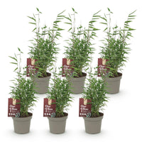 Green boutiQ - Bamboe - Fargesia Red Dragon - Bladhoudend - Niet Woekerend - Groen - 6 Planten - Pot 14cm - Hoogte 35cm