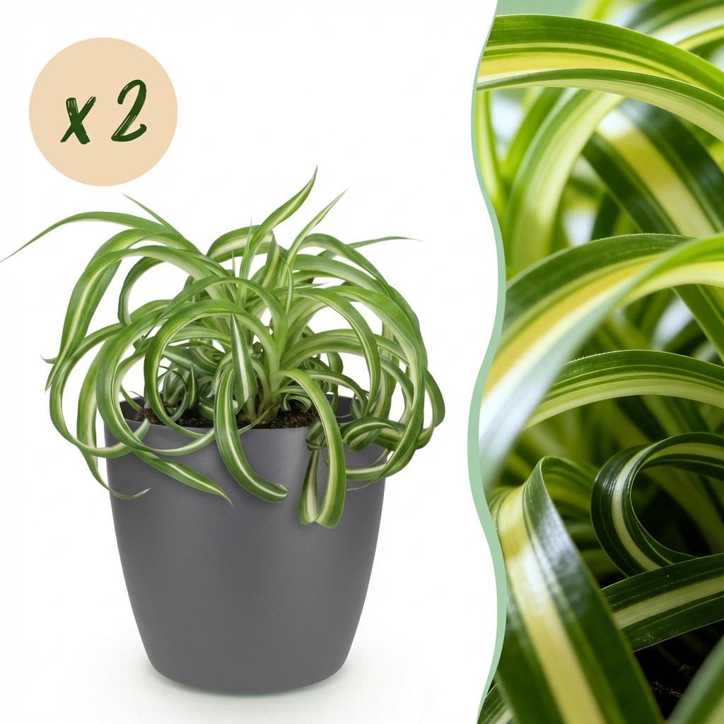 Green boutiQ - Zimmerpflanze - Chlorophytum comosum Bonnie - Grünlilie - Haustierfreundliche Pflanze - Grün - 2 Pflanzen - mit Topf Grau - Topf 12cm - Höhe 20cm