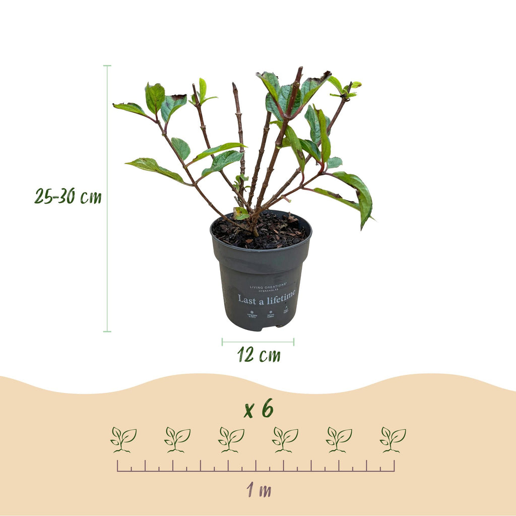 Green boutiQ - Plante de jardin - Hydrangea paniculata Living Little Rosy - Hortensia paniculé - Rustique - Rose - 3 plantes - Pot 12cm - Hauteur 20-30cm