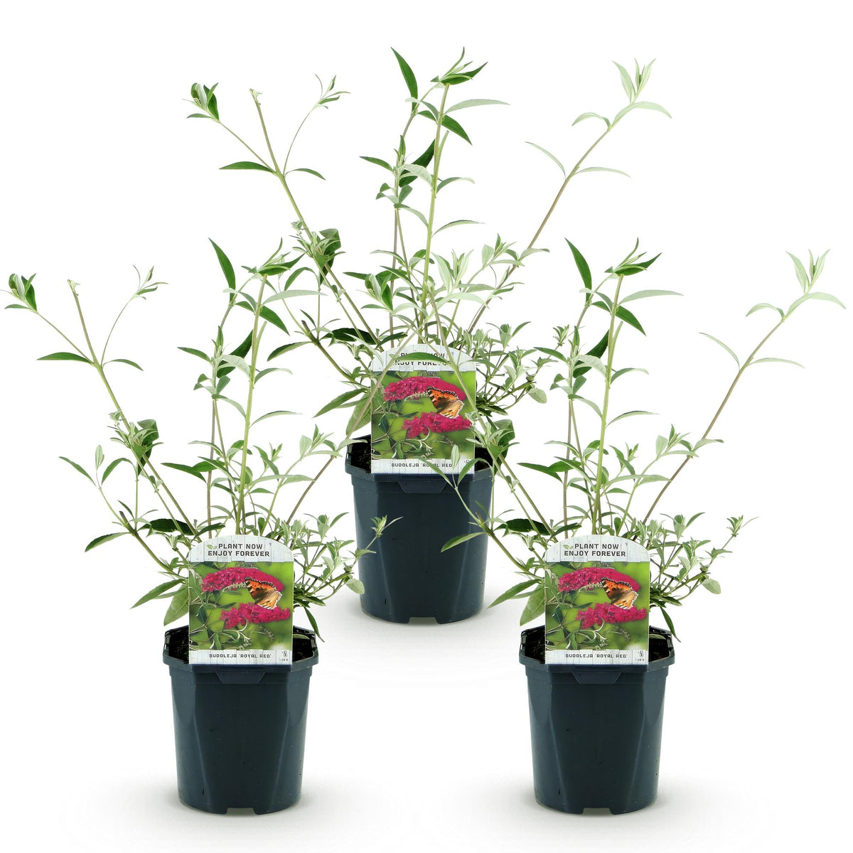 Green boutiQ - Plante de jardin - Buddleja davidii Royal Red - Arbre aux papillons - Rustique - Rouge - 3 plantes - Pot 17cm - Hauteur 45cm