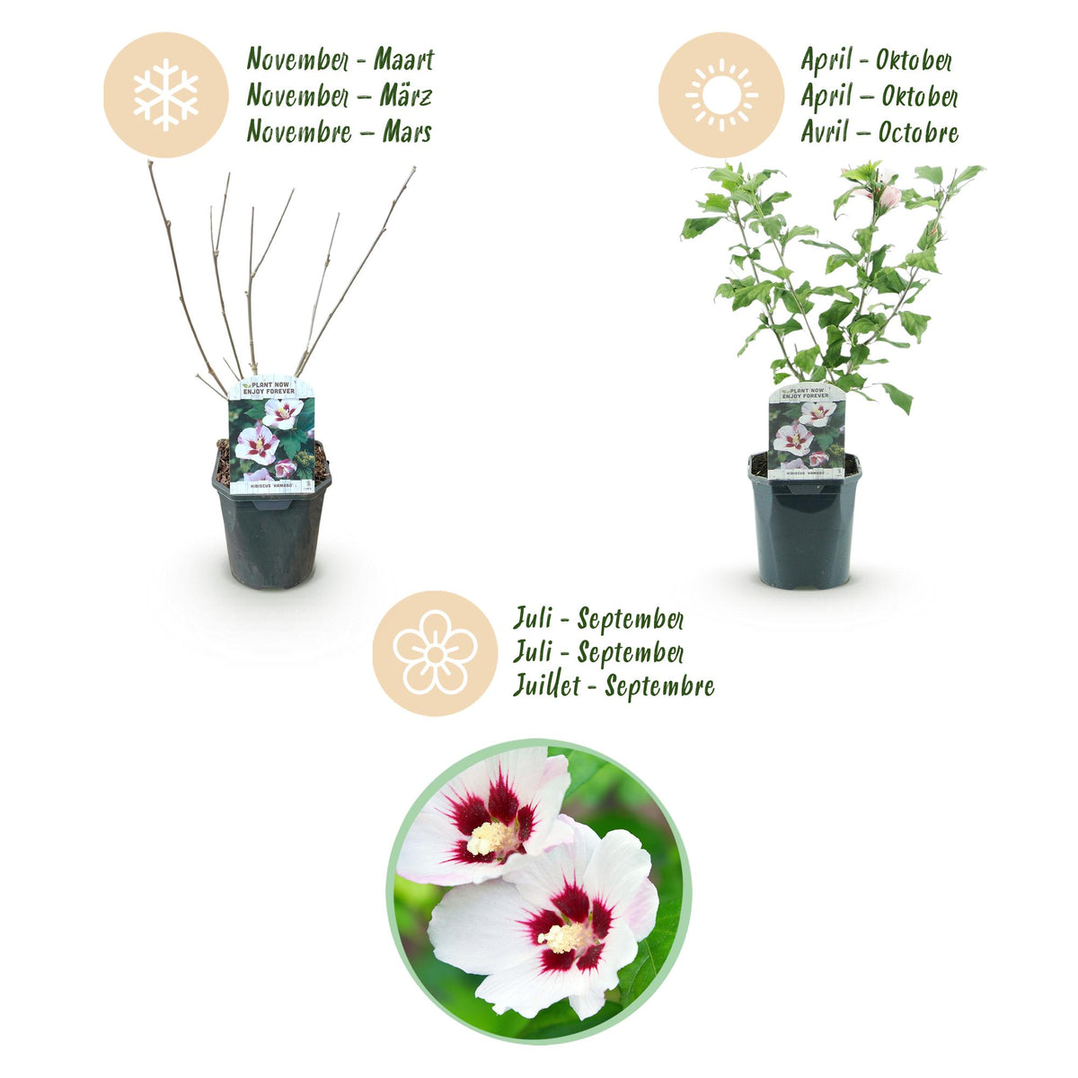 Green boutiQ - Plante de jardin - Hibiscus syriacus Hamabo - Hibiscus de jardin - Rustique - Blanc - Rose - 3 Plantes - Pot 17cm - Hauteur 45cm