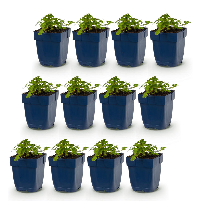 Green boutiQ - Vasteplant - Geranium macr. Spessart - Ooievaarsbek - Bodembedekkend - Wit-Roze - 12 Planten - Pot 11cm - Hoogte 15-25cm
