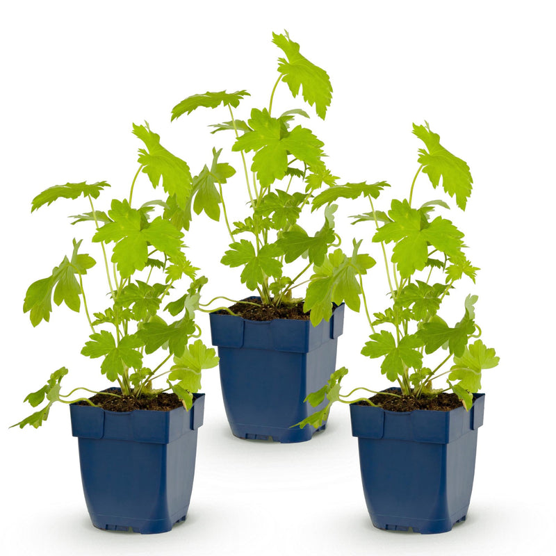 Green boutiQ - Vasteplant - Delphinium (P) Galahad - Ridderspoor - Bijen en Vlinderlokkers - Wit - 3 Planten - Pot 11cm - Hoogte 15-25cm