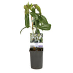 Green boutiQ - Plante grimpante - Clematis armandii - Fleur blanche - Persistant - Peu d'entretien - 1 plante Pot 11cm Hauteur 40cm
