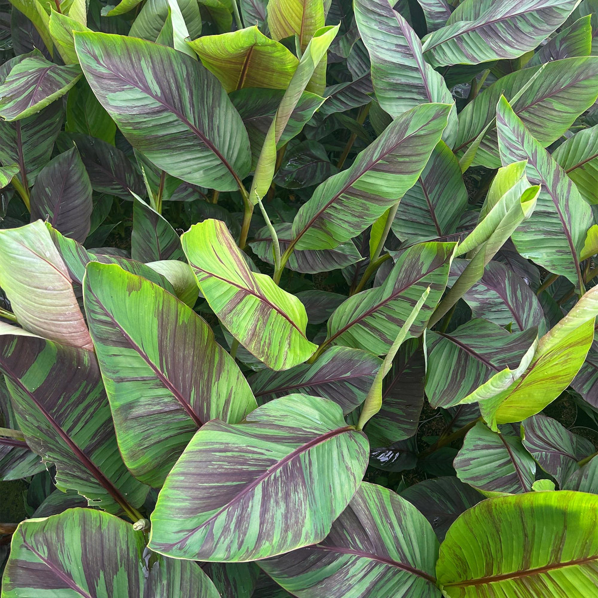 Green boutiQ - Plante fruitière - Musa Ever Red - Bananier - Rustique - Vert-Rouge - 1 plante - Pot de 21 cm - Hauteur 90 cm