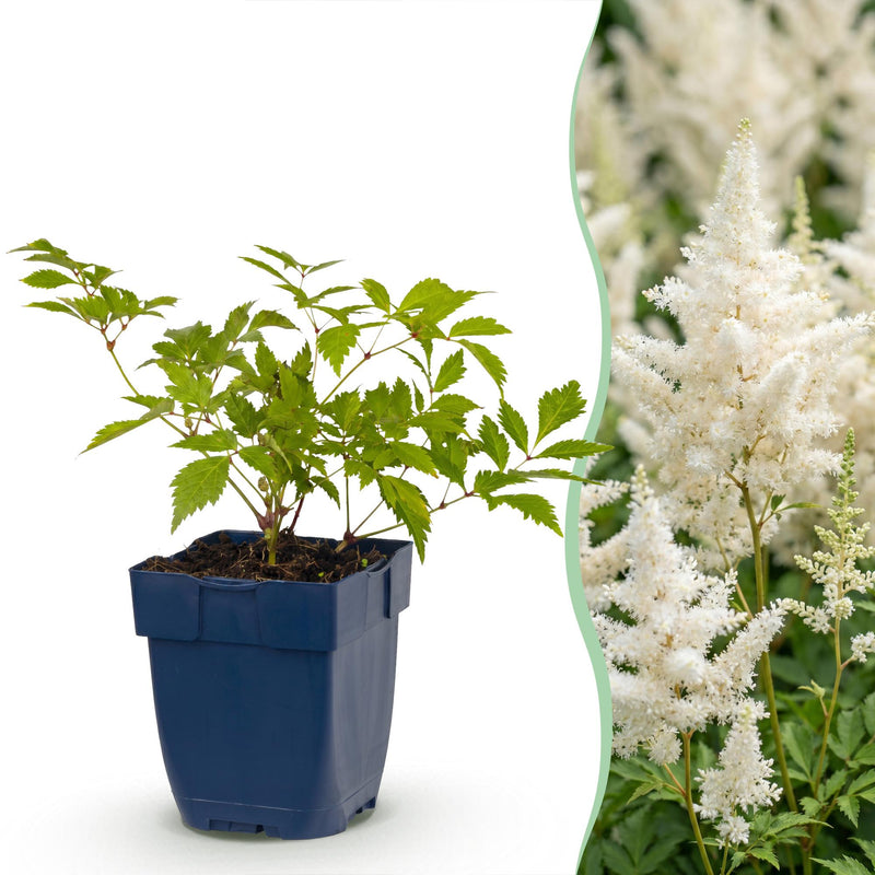 Green boutiQ - Vasteplant - Astilbe (J) Deutschland - Pluimspirea - Schaduw - Wit - 12 Planten - Pot 11cm - Hoogte 15-25cm