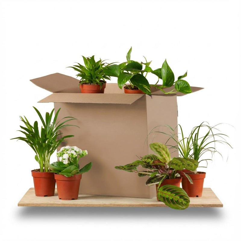Green boutiQ - Kamerplant - Groene Verrassingsbox - Weinig onderhoud - 6 Planten - Pot 10,5 - 12cm - Hoogte 15 - 45cm