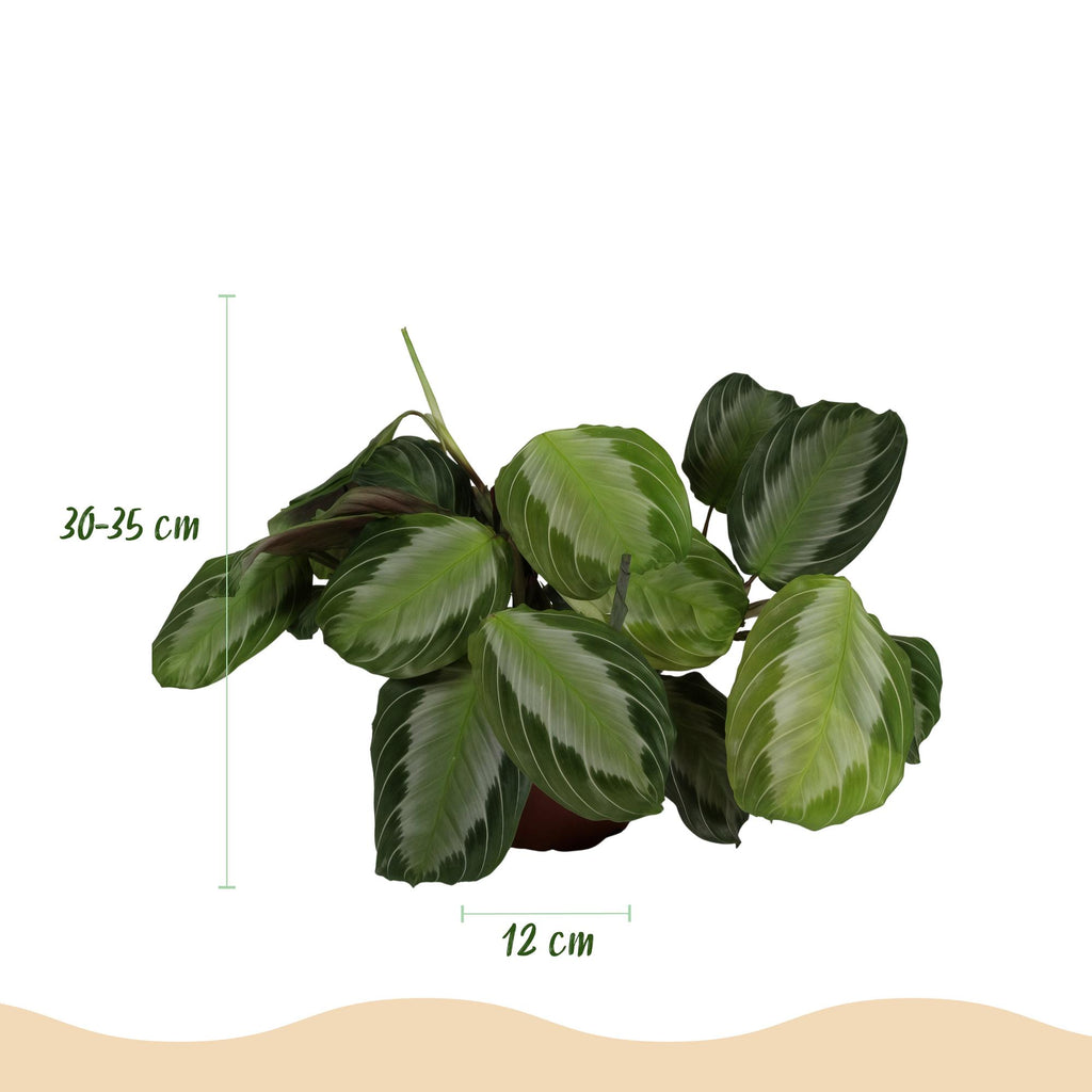 Green boutiQ - Zimmerpflanze - Maranta Fascinator Silverband - Gebetspflanze - Haustierfreundliche Pflanze - Grün - 4 Pflanzen - mit Übertopf Weiß - Topf 12cm - Höhe 25cm