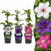 12x Clematis Tricolour - Driekleurige bosrank - Paars - Roze - Wit - Klimplant - Ø9cm - ↕35cm