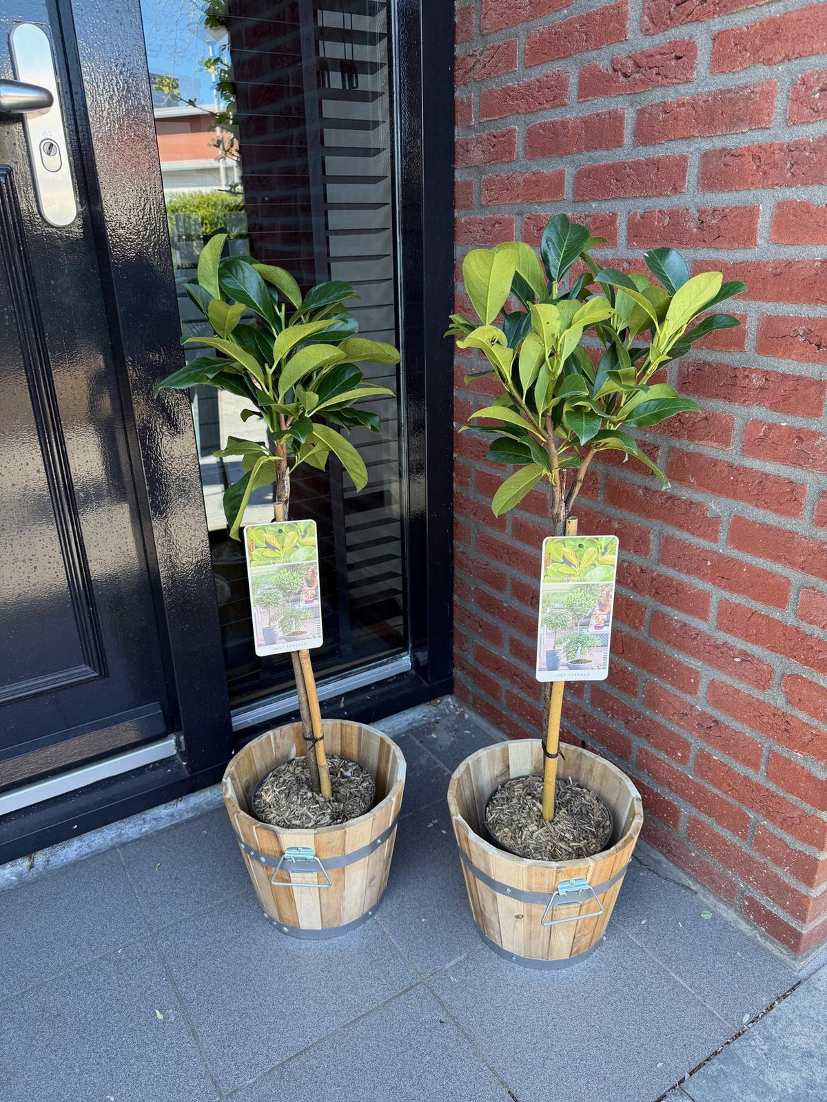 Green boutiQ - Plante sur tige - Prunus laurocerasus Etna® - Plante de terrasse - Feuillage persistant - Rustique - Feuillage vert - Pot 19cm Hauteur 90cm