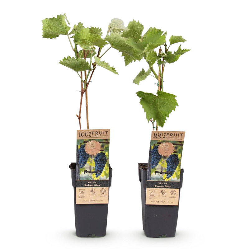 Green boutiQ - Fruitplant - Vitis vinifera Boskoop Glory - Druivenplant - Winterhard - Blauwe Druif - 2 Planten - Pot 15cm - Hoogte 50cm