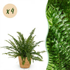 Green boutiQ - Zimmerpflanze - Nephrolepsis exaltata Green Lady - Farn - Haustierfreundliche Pflanze - Grün - 4 Pflanzen - mit Korb - Topf 12cm - Höhe 25cm