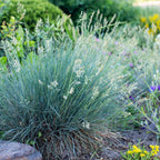 Green boutiQ - Graminées ornementales - Festuca glauca Intense Blue - Bleu - 4 plantes - Persistant - Peu d'entretien - Pot 17cm Hauteur 50cm