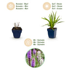 Green boutiQ - Stauden - Liatris Duo - Prachtscharte - Bienen- und Schmetterlingsmagnete - Rosa - Weiß - 24 Pflanzen - Topf 11cm - Höhe 15-25cm