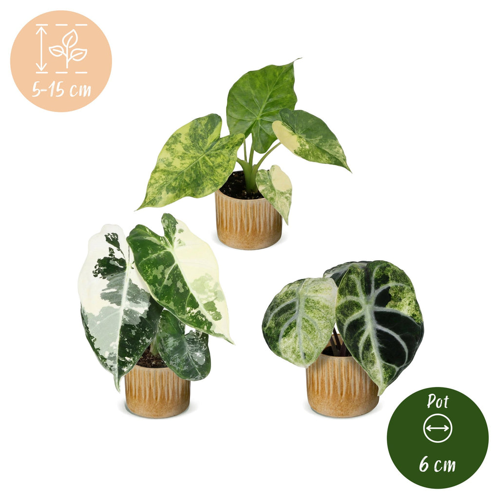 3x Baby Alocasia Tricolour Variegata - Green - Black - Variegata - Tropical - incl. Linnea Honey - Ø6cm - ↕5-15cm