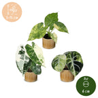 3x Baby Alocasia Tricolour Variegata - Green - Black - Variegata - Tropical - incl. Linnea Honey - Ø6cm - ↕5-15cm