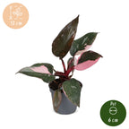 Philodendron Pink Princess Marble - Pink Princess Marble Philodendron - Green - Pink - Tropical - Ø6cm - ↕12cm