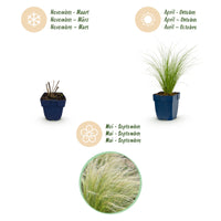 Green boutiQ - Grasses - Stipa tenuissima Ponytails - Feather Grass - Evergreen - Green - 6 Plants - Pot 11cm - Height 15-25cm