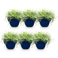 Green boutiQ - Perennial - Thymus Tricolour - Thyme - Ground Cover - Pink - Red - White - 6 Plants - Pot 11cm - Height 15-25cm
