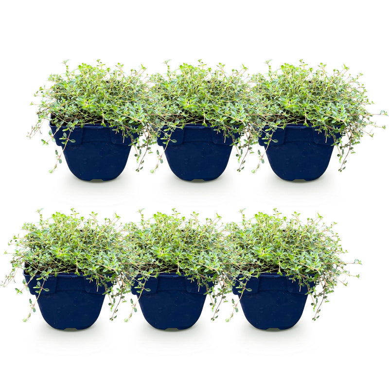 Green boutiQ - Perennial - Thymus Tricolour - Thyme - Ground Cover - Pink - Red - White - 6 Plants - Pot 11cm - Height 15-25cm
